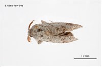 藏品(尖翅蛾科)的圖片